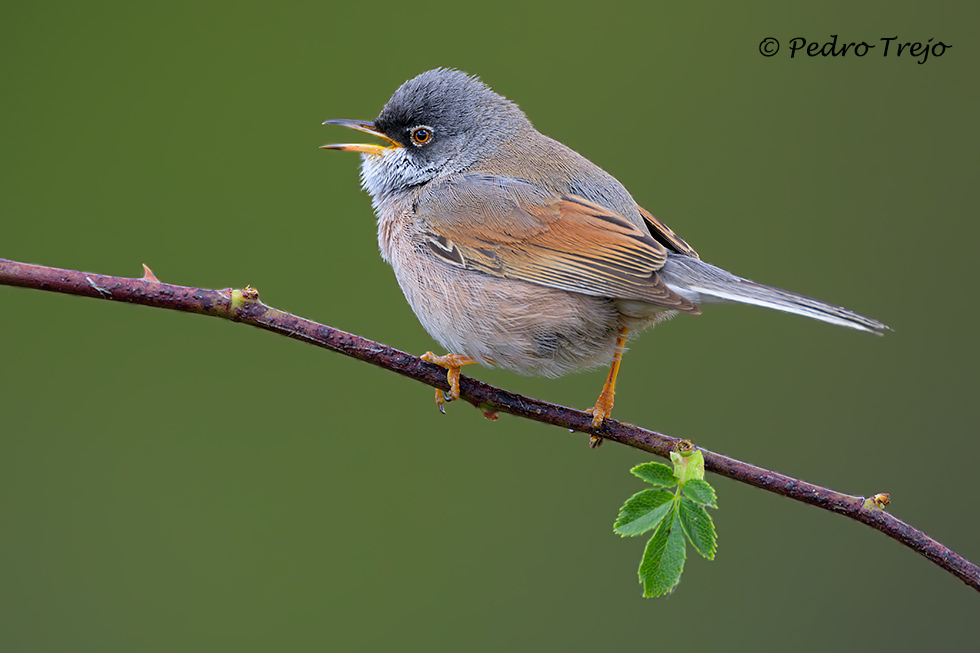 Curruca tomillera (Sylvia conspicillata)